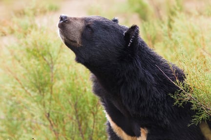 Wild black bear in nature from istock.com