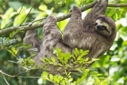 Sloth in the wild