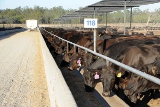 Cattle in Australia - Credit Getty images