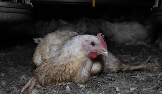 Chicken on a farm, Victoria, Australia