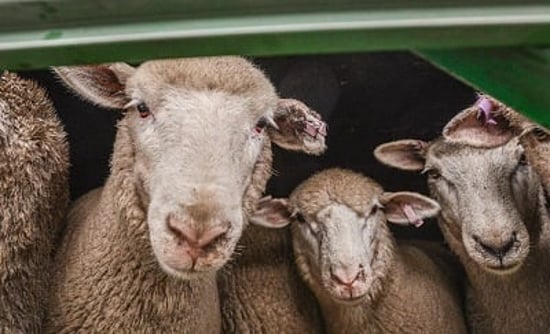 Sheep on live export vehicle