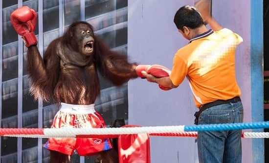 Orangutan boxing in Thailand