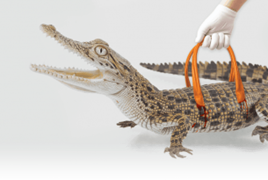 Crocodile used for fashion
