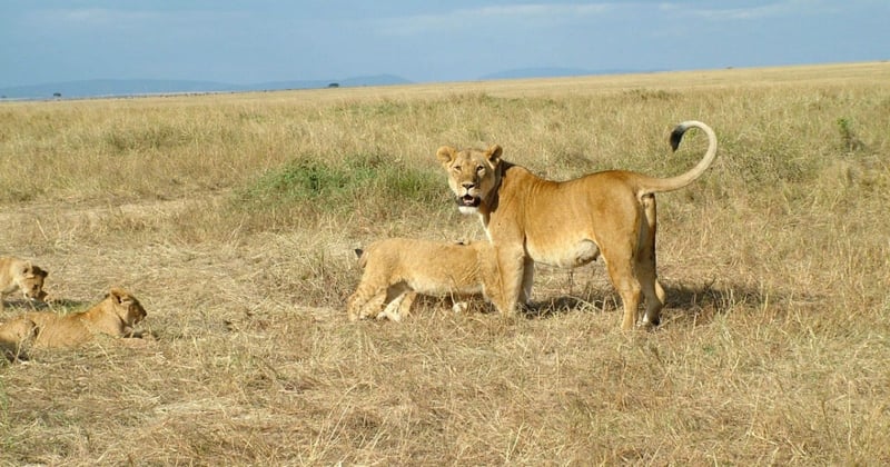 A lioness with cubs in the Mara Masaai Reservation, Kenya