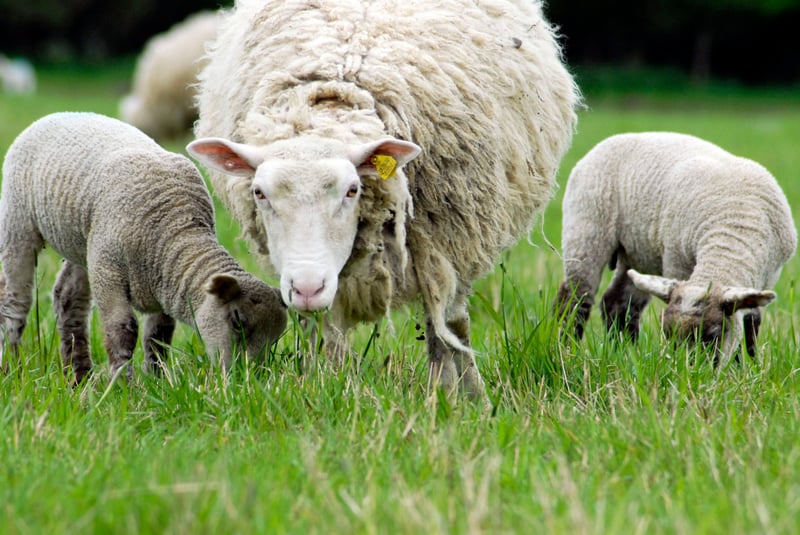 sheep eat happy in safe field