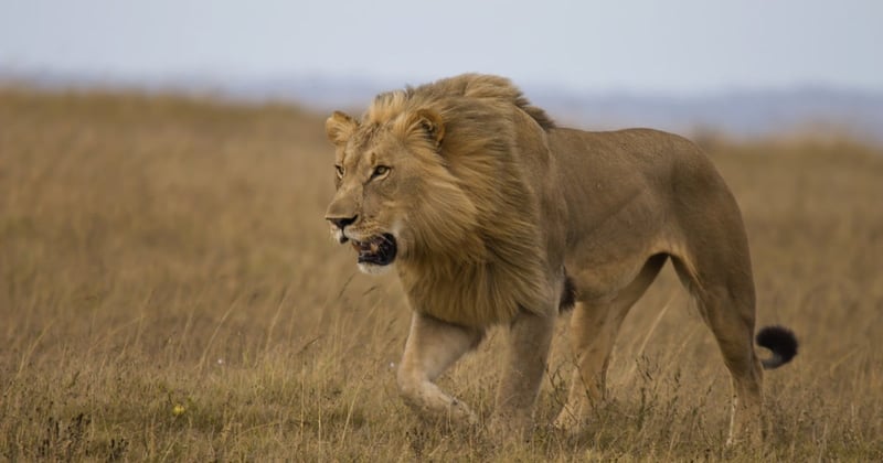 Wild lion in Kenya