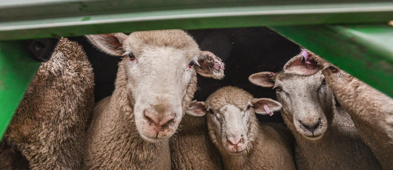 Sheep used for live export