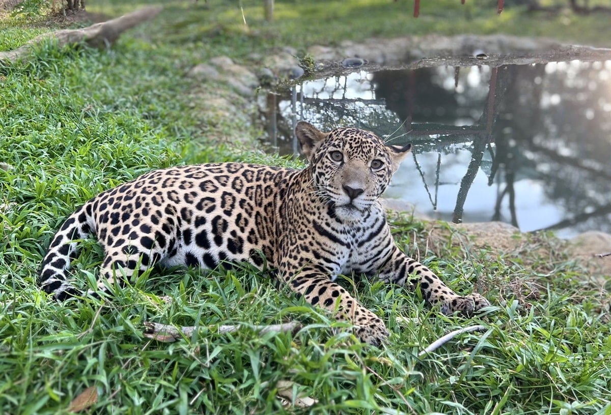 Young jaguar Celeste rests by a pool in her sanctuary enclosure