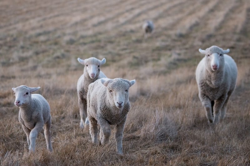 Rescued sheep at Edgar's Mission Sanctuary