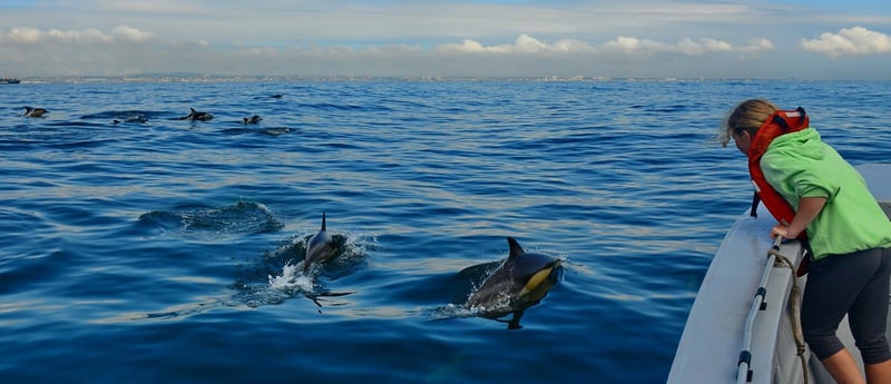 Dolphin watching in Algoa Bay, South Africa