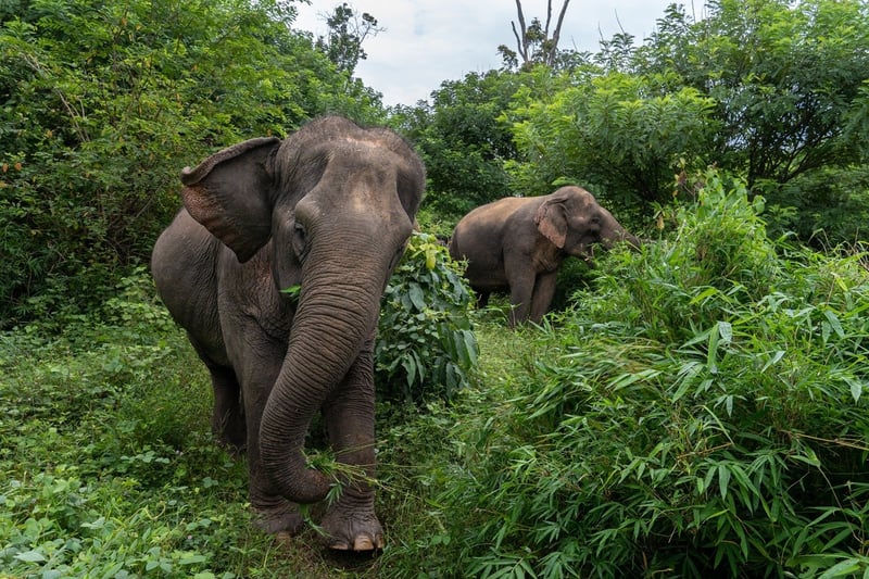 Elephants at Sappraiwan elephant sanctuary