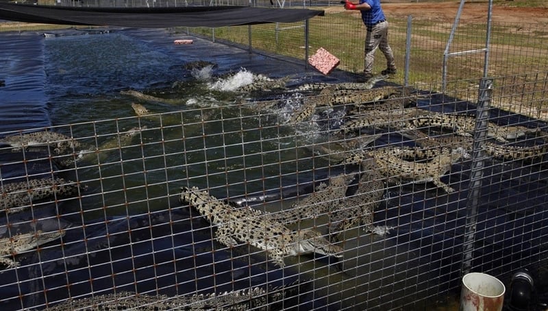Crocodile skin farm in Queensland