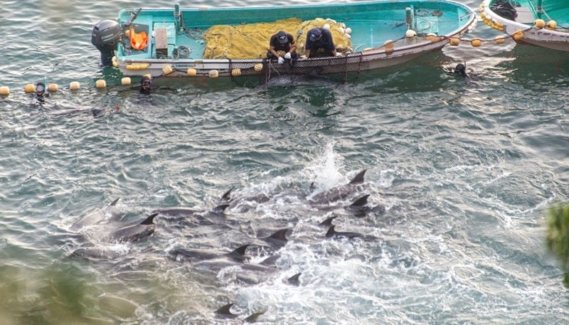 Taiji dolphin hunt
