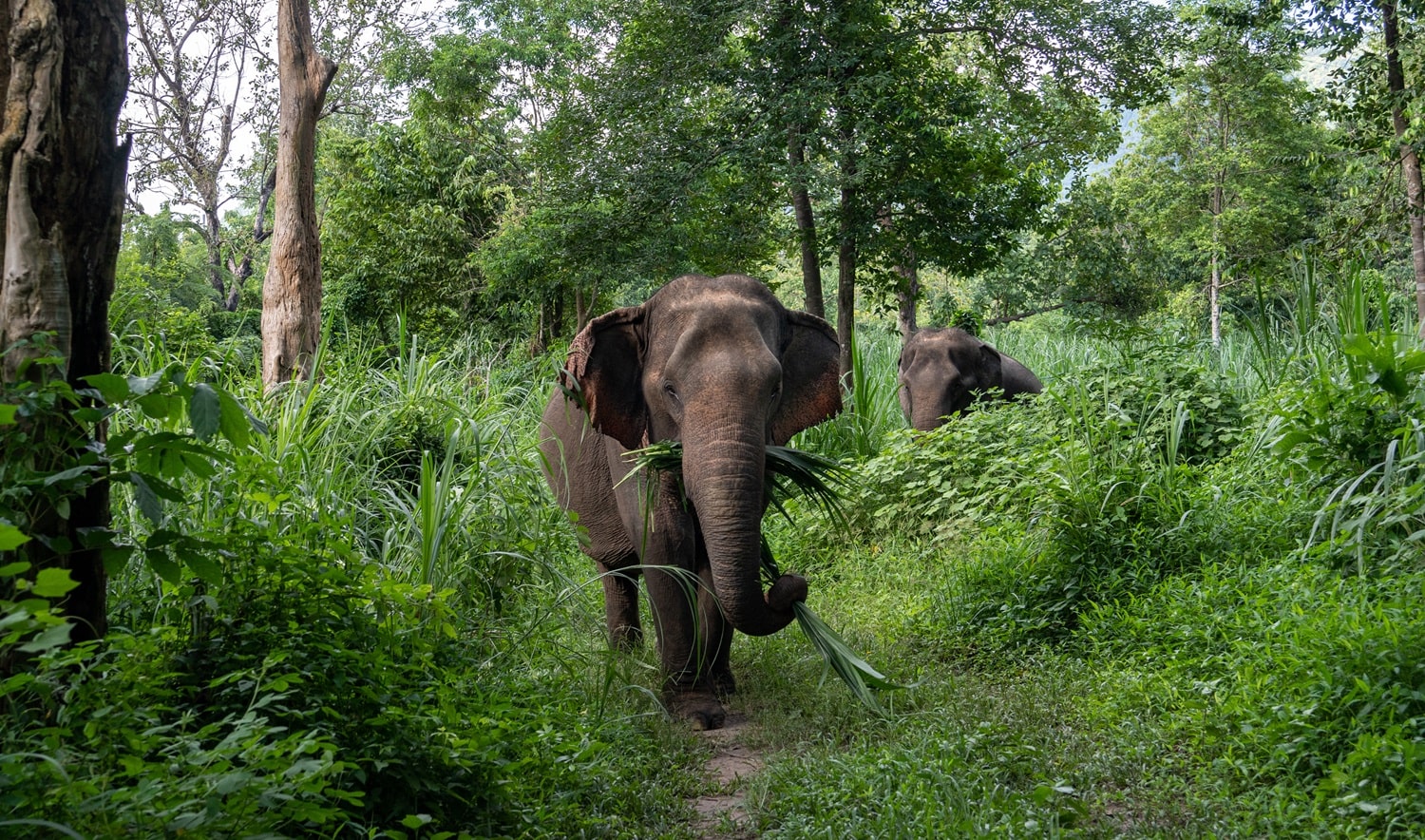 Elephants in Sappraiwan Elephant Sanctuary 