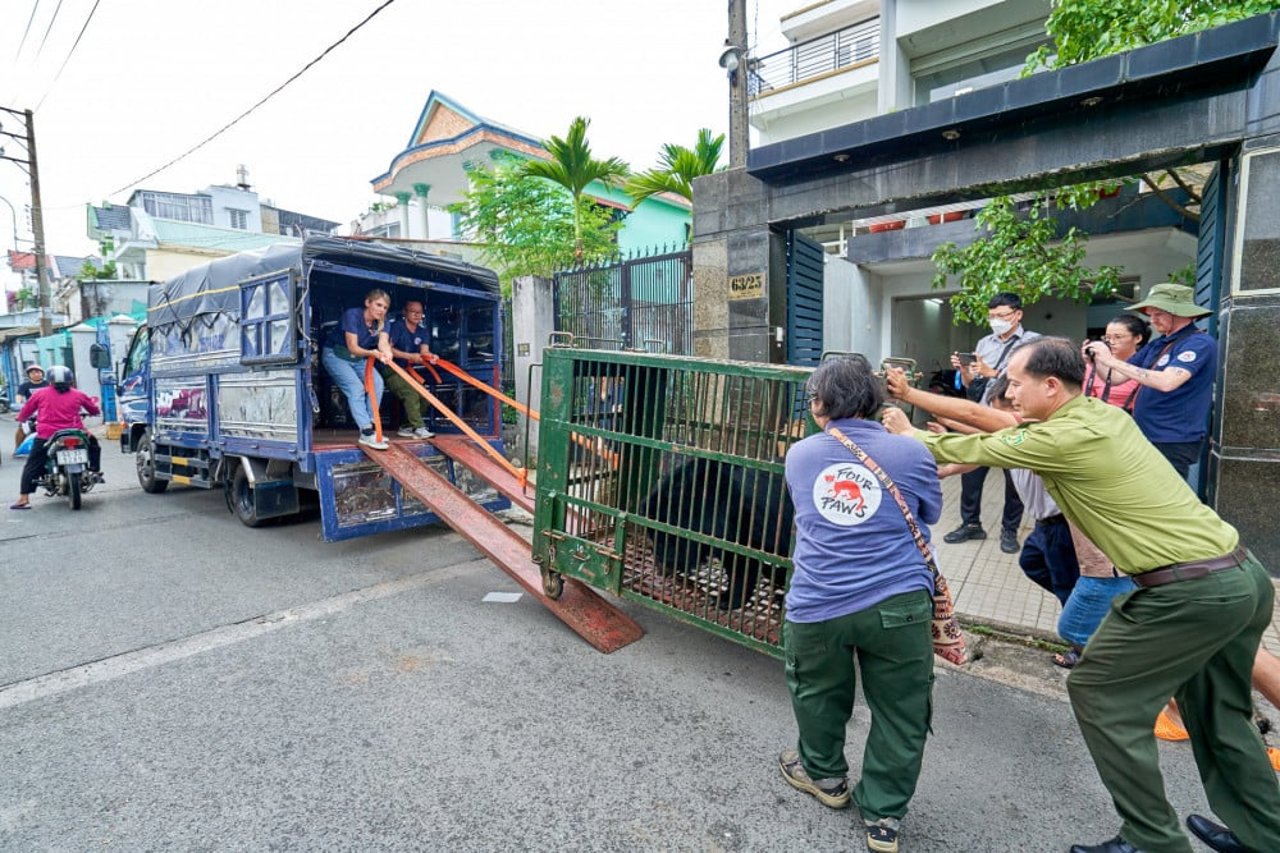 Ursa Na na gaiola de transporte, durante sua transferência para o santuário