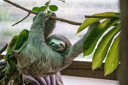 Happy Wild Sloth