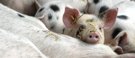 High welfare pig farm, UK