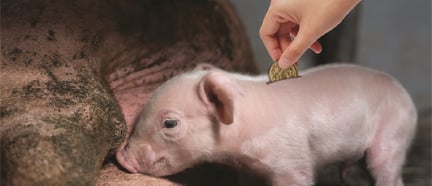 Piglet image illustrating farming investment