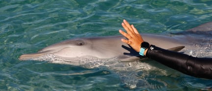 Captive dolphin at Sea World