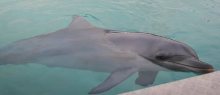 Dolphin at Sea World, Gold Coast, Australia