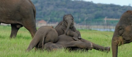 Elephants at national park, Sri Lanka