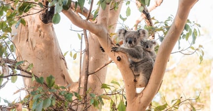 En koalahun med sin unge i et træ i Magnetic Island i Queensland, Australien. Foto: NOMADasaurus