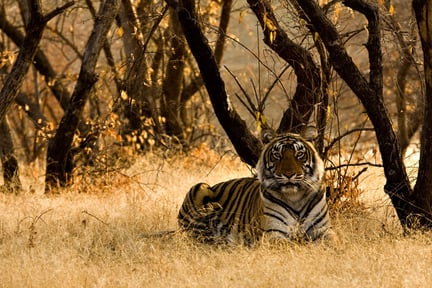 Education World Animal Protection