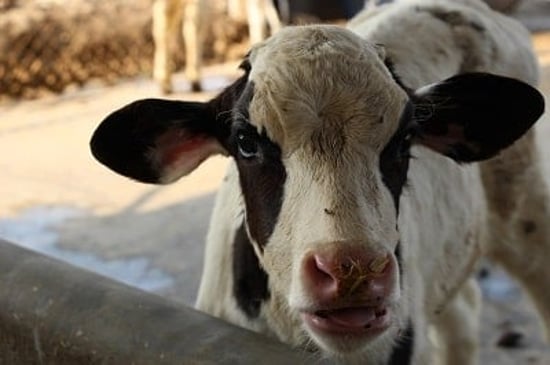 Calf in a cow farm, India