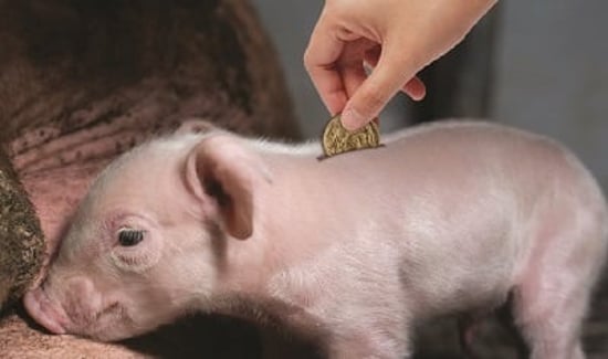 Pig depicted as a piggy bank