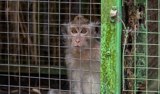 Monkey in a cage, Bali. Credit: Andito Wasi / World Animal Protection
