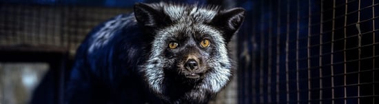 Fox at a fur farm