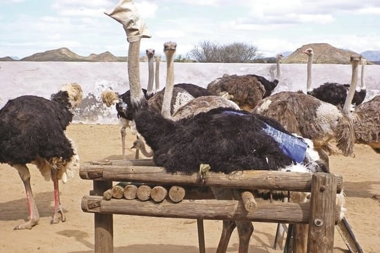 Ostrich feather farm