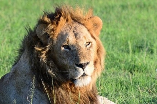 Lion at national park in Kenya