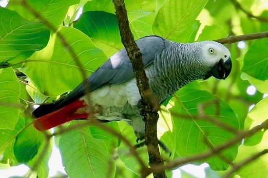 Wild African Grey Parrot, Uganda