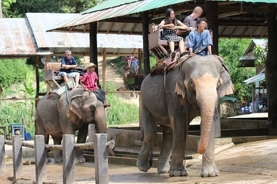 Elephant Rides | Why You Should Never Take an Elephant Ride