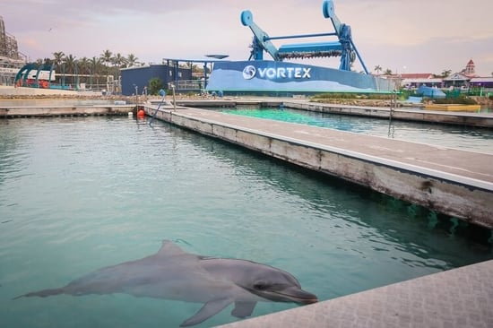 Dolphin in captivity at Sea World