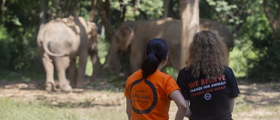 Somboon Legacy Foundation elephant sanctuary