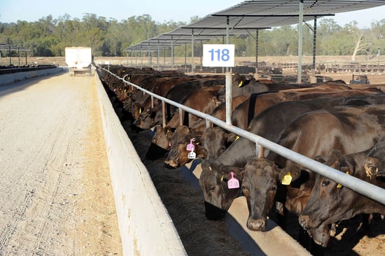 cattle in Australian feedlots