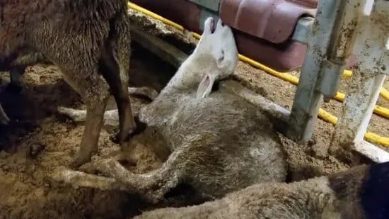 Live export sheep in Australia