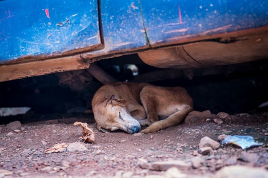 A community dog seeks shade under a car in Sierra Leone, where World Animal Protection's partner group Sierra Leone Animal Welfare Society (SLAWS) began a campaign of rabies vaccinations in Freetown.. Credit Line: World Animal Protection / Michael Duff