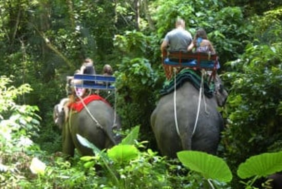 Elephant rides in the jungle