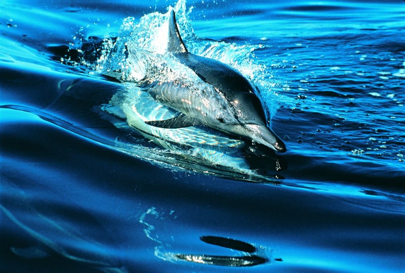 Common Dolphin (Delphinus delphis). Credit Line: Digital Visions