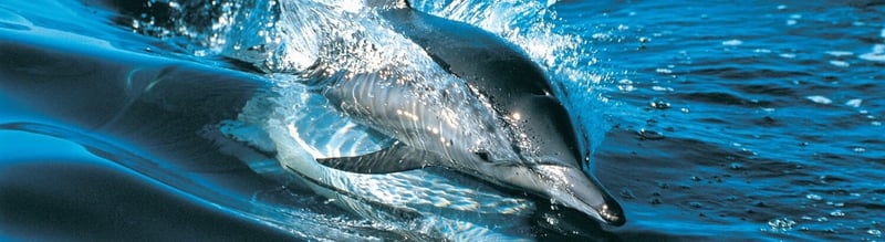 Free Common Dolphin	