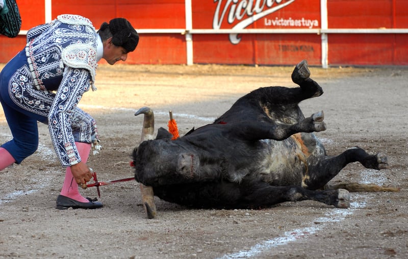 Bullfighting is torture, not culture
