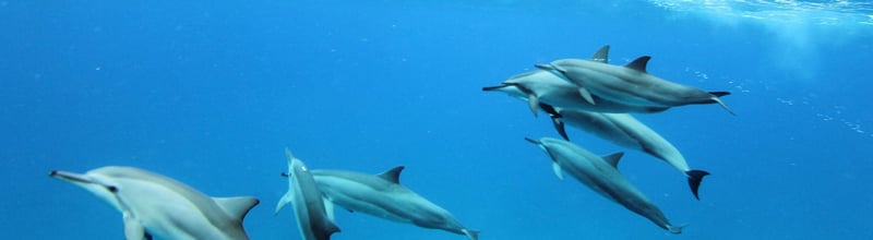 A pod of spinner dolphins off the west coast of Oahu, Hawaii