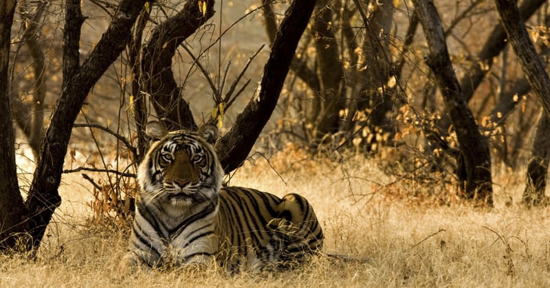 Caption: A wild tiger sitting on the dry grasses in a reserve in India. Credit: iStock. by Getty Images