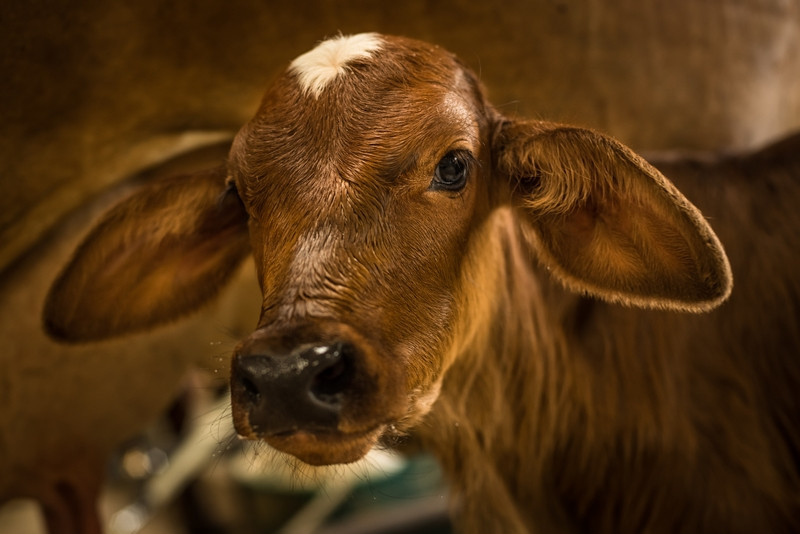 Close up of a calf at dairy farm