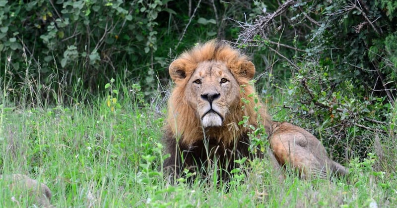 A male lion in the wild sits in long grass