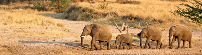 A family of elephants in Tarangire National Park, Tanzania