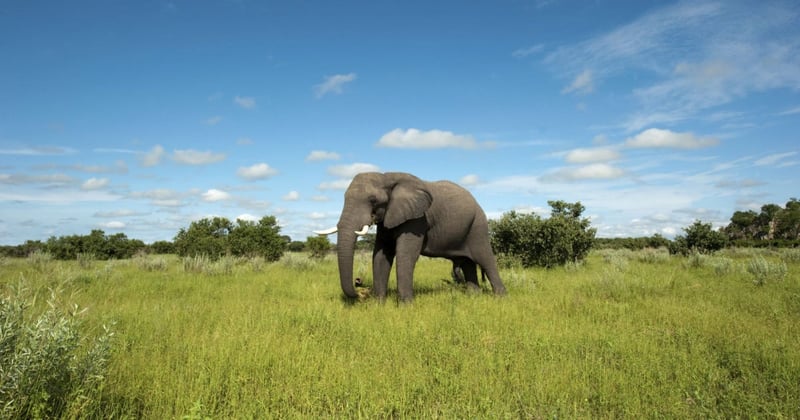 An elephant in Chobe National Park, Botswana